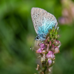 Butterfly on flower
Papillon sur une fleur