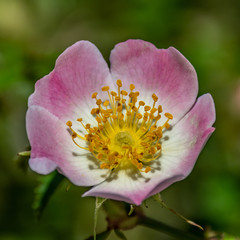Fleurs en macrophotographie
Flower in macrophotography