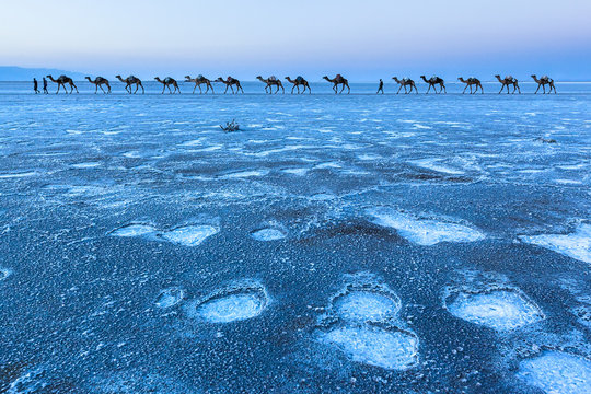 Camel caravan blue twilight sunset over salt flats 