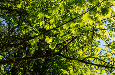 Looking up at new leaves on maple trees in a forest view, blue sky behind, vivid sun lighting up the leaves to a bright green. 