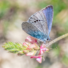 Butterfly on flower
Papillon sur une fleur