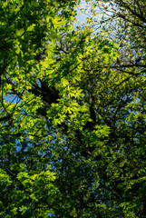 Looking up at new leaves on maple trees in a forest view, blue sky behind, vivid sun lighting up the leaves to a bright green. 