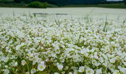 A close up of the tiny white flowers of meadowfoam blooming in an Oregon field, a vista of soft white blossoms against a background of green hills in spring.