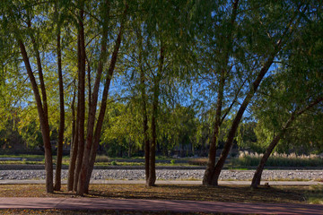 Conjunto de árboles a orillas del río Xibi Xibi.