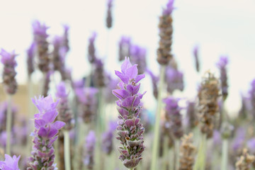 Lavender flowers