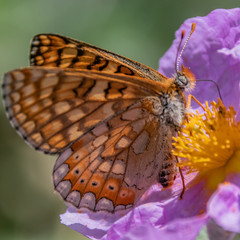 Butterfly on flower
Papillon sur une fleur