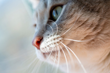 Cat head close up, soft focus, blur