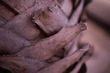 Palm tree bark