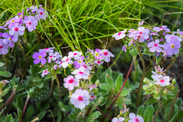 pink flowers in the garden
