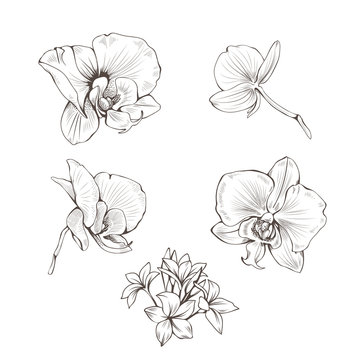 Hand drawn set with orchid flowers. Vector botanical illustration.