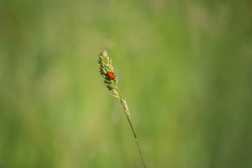 Coccinella