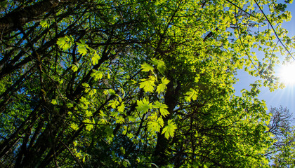 Looking up at new leaves on maple trees in a forest view, blue sky behind, vivid sun lighting up the leaves to a bright green. 