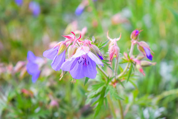 purple flowers in the garden