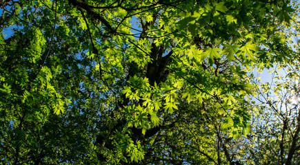 Looking up at new leaves on maple trees in a forest view, blue sky behind, vivid sun lighting up the leaves to a bright green. 
