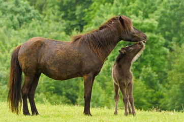 A cheeky small black brown foal is playing with it`s dark mother, pinching, tweaking suckling and jumping in front of a green meadow