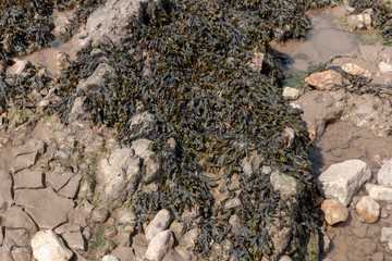 Seaweed And Stones