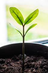 in a pot on the window, the sprout reaches for the light. flower. gardening. garden. a life. household chores. To stay home. The concept of prosperity, health, well-being.