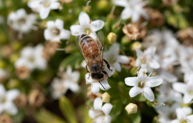 Honeybee on a flower
