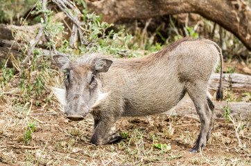 Warthog foraging Kruger Park