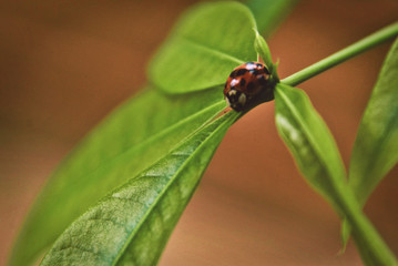 ladybird on a leaf