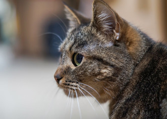portrait of a grey tabby cat in profile