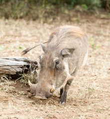 Warthog foraging Kruger Park