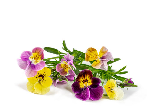 Pansies Violets flowers it is isolated on a white background:Field pansies Viola arvensis is species of violet