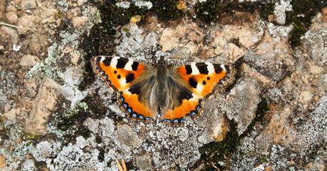 Fototapeta na wymiar an Admiral butterfly with orange wings sits on rocks