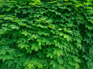 Dense maple green foliage as background in springtime as a background