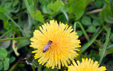 a bee on a yellow dandelion on a background of green grass