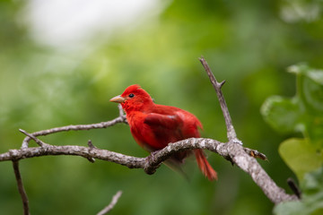 Summer Tanager