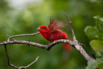 Summer Tanager