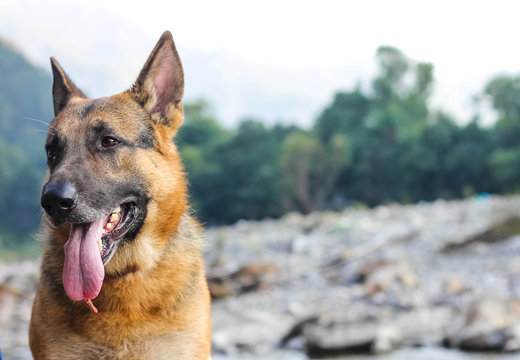 cute face of german shepherd dog with tongue outside