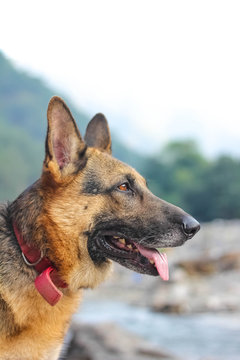 German shepherd looking seriously towards left