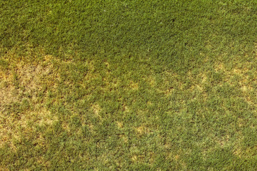 Green grass picture used as texture or background for any design