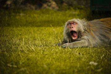 Cute hairy monkey opens his mouth for a big yawn