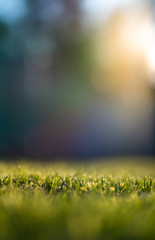 Fototapeta na wymiar Green grass background in sunny day