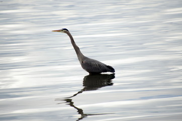 Great blue heron hunting in quiet waters