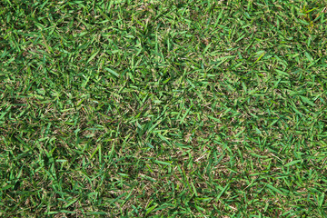 green grass background