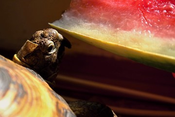 Land turtle eats watermelon in the sunlight.