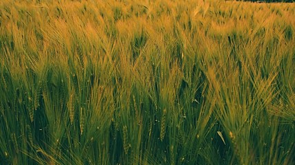 Ripening cereal field in summer.
