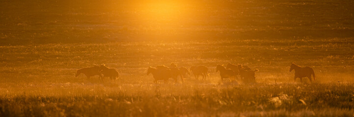 Golden warm sunset and the horses in a valley