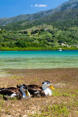 Two wild ducks, male and female on grass