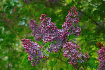 Branch with spring lilac flowers. Purple lilac flowers. Nature background.