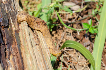 Slug On Log