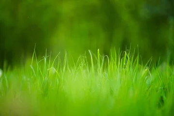Fototapete Bereich soft focus. green grass close-up. summer garden