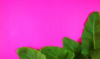 Colorful summer flat lay with tropical leaves on bright pink background with negative copy space....