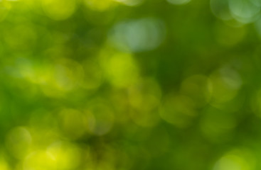 Obraz premium Nature Bokeh - Abstract background.