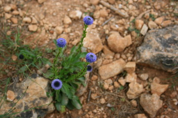 fleur bleue