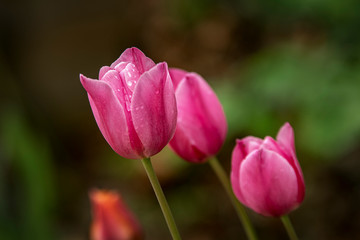 Tulipes